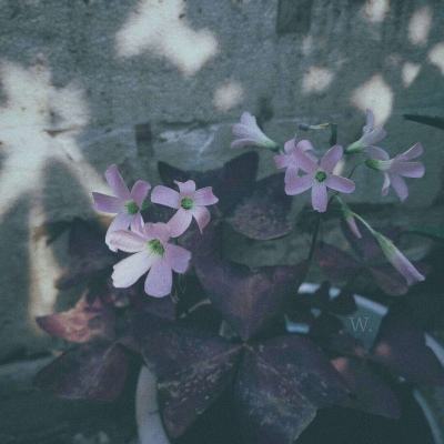 管家婆一码一肖资料