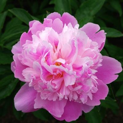 正规的大小单双平台网址